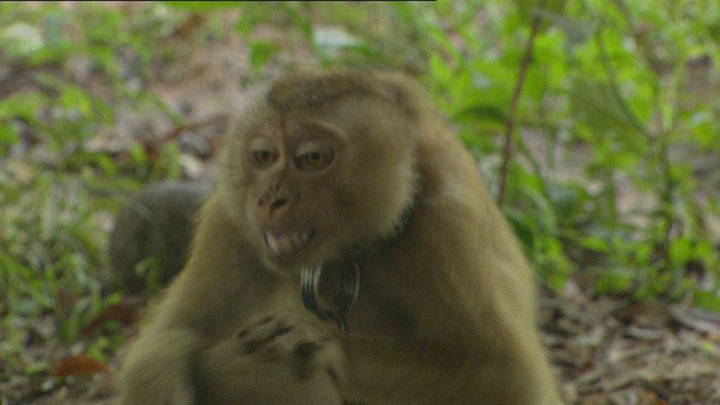 Monkeys' Coconut Business