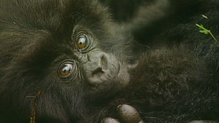 Death in the Volcanoes