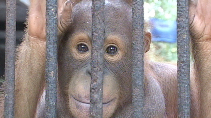 Last of the Orang-Utans