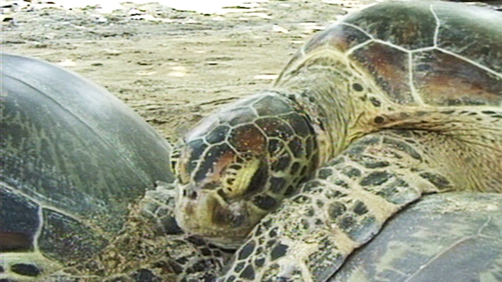 Bali's Turtle Nursery