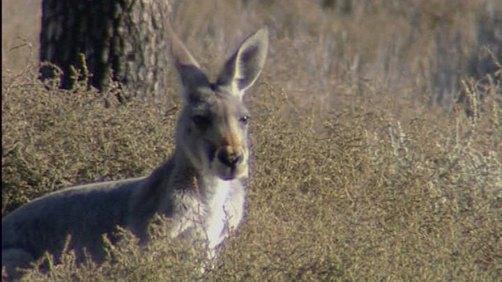 Kangaroo Plague