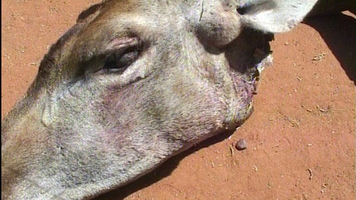 The New Zimbabwe Ruins