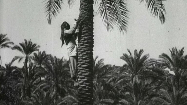 Date Culture in Iraq during the 1920s