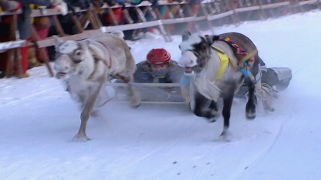 Racing Reindeers