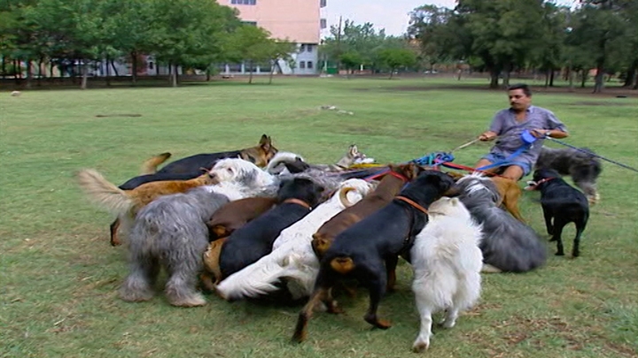 A Dog’s Life in Buenos Aires