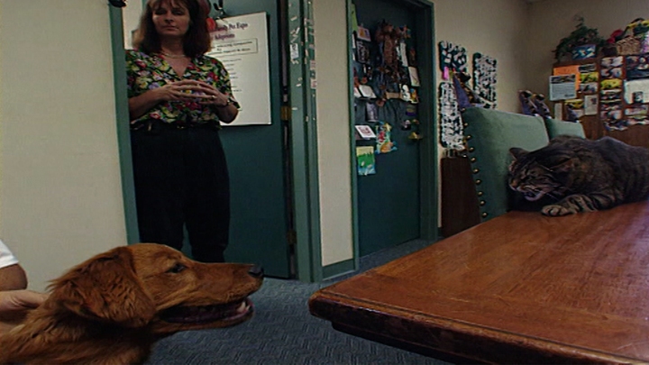 USA - Maggie: The Dog Testing Cat