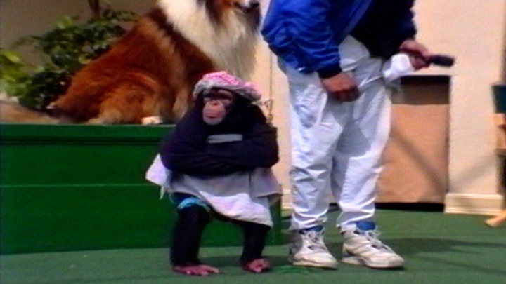 Training Animal Stars