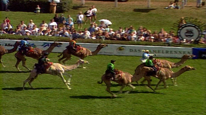 The Camel Race