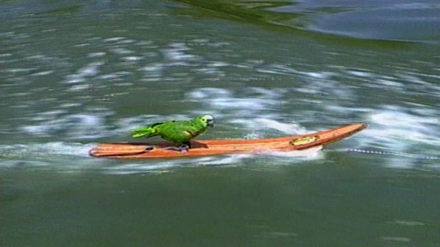 The water skiing parrot