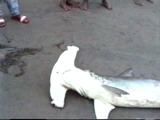 Sri Lanka - Shark fishing