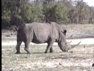 China - Rhino Horn Investigation