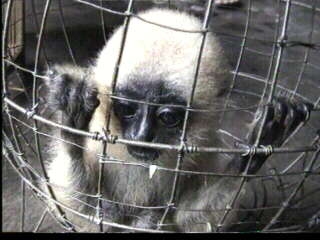 Vietnam - The trade in Wild Macaque Monkeys