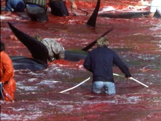 Japan - Pilot Whale Campaign