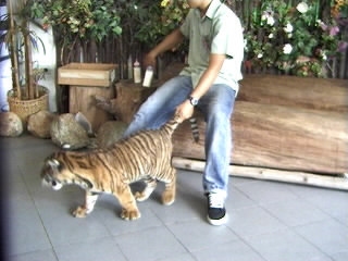 Thailand - Tiger campaign