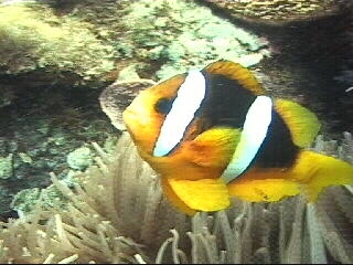 Saving Nemo