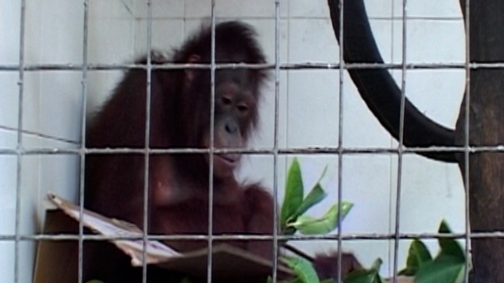 Taking on the Wildlife Traders