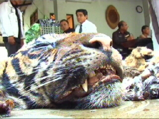 Saving Asia's Wildlife