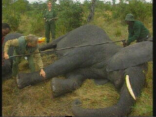 Elephant Relocation