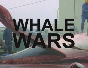 Whale Wars