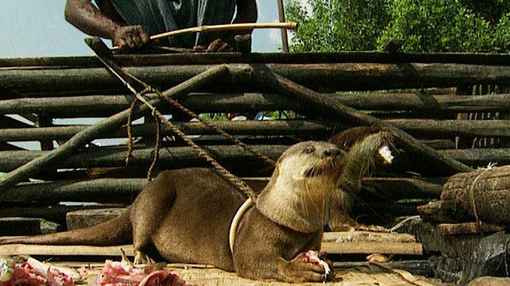 Otter Fishing