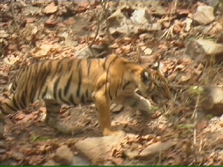 The Tiger Skin Trail