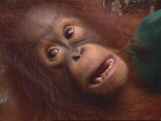 Borneo Apes
