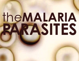 The Malaria Parasites