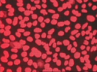 Stem Cells and Snowflake Kids