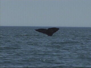 Sakhalin: Extraction or Extinction