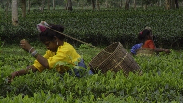 Assam: Blood In The Tea Fields