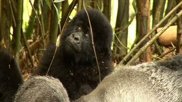 Gorrillas in our Midst