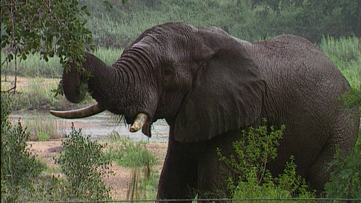 Stemming The Ivory Trade