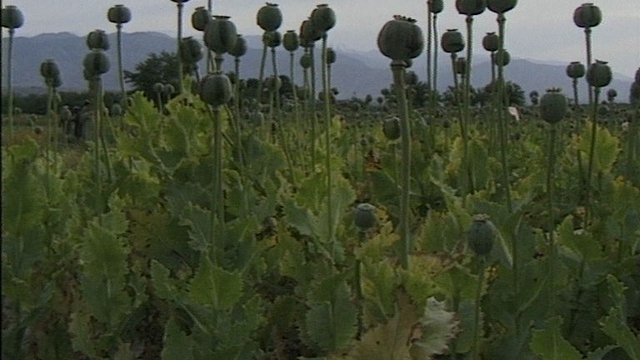 The Taliban's Dirty Poppies
