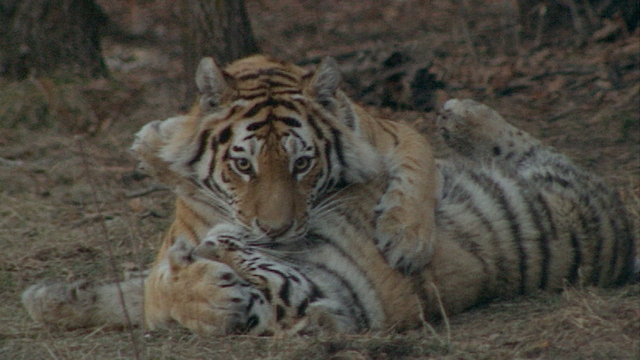 Siberia - Tiger Crisis