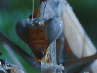 Nature Tech: Lifepower