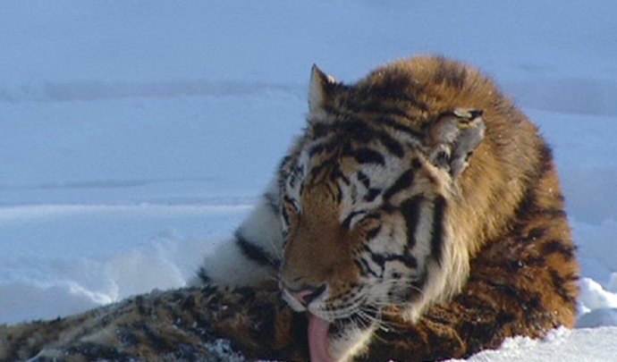 Siberian Tigers