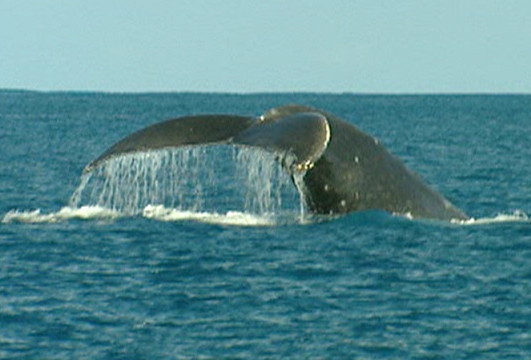 Tonga Whales