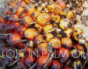Lost in Palm Oil
