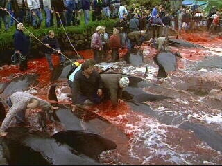 Faroe Whale Cull Faroe Whale Cull
