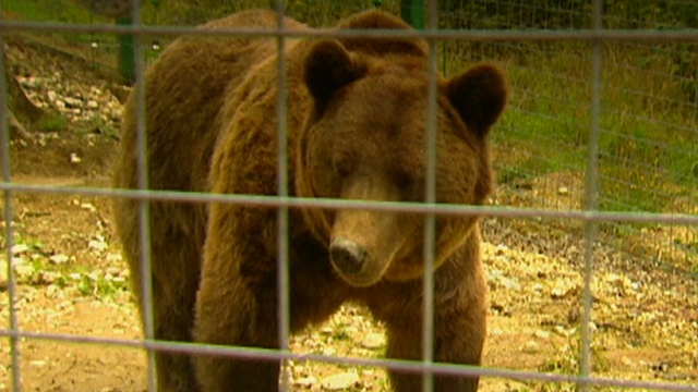 Romania Bears