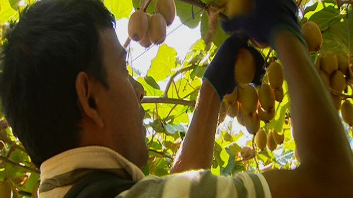 Pacific Guest Workers