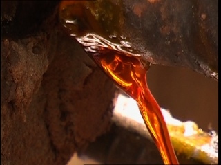 Eco-fuel Kills The Orang-utans