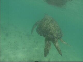 Marine Life: Dugongs, Turtles and Rays