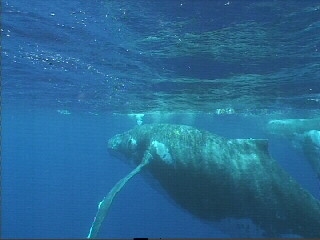Humpback Whales