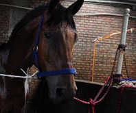 They Shoot Horses Don't They?