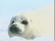 New Seal Hunt