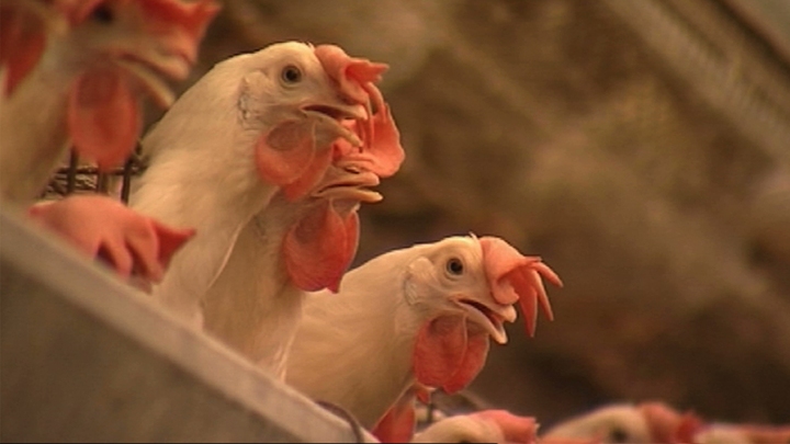 Struggle of The Chicken