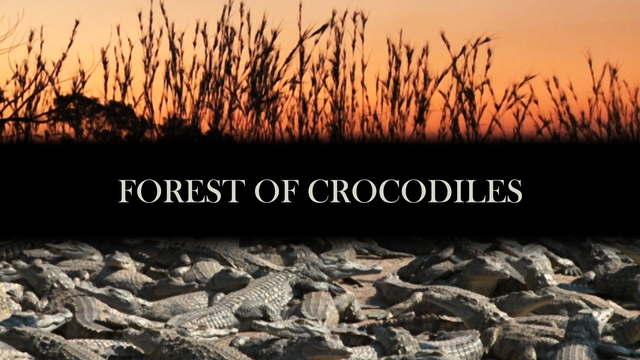 FOREST OF CROCODILES