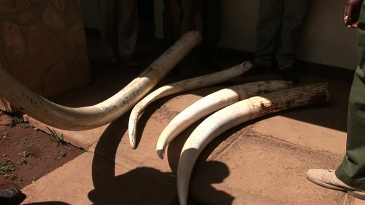 White Gold Elephant Death