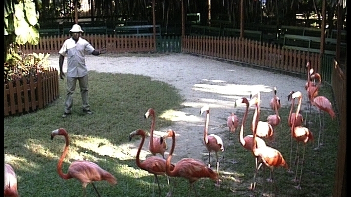 Marching Flamingos Marching Flamingos